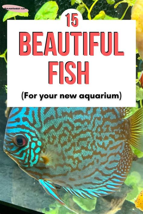16 Most Beautiful Aquarium Fish in the World .